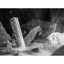 BÖKER BRLW Meterorite Damast zsebkés - 110673DAM